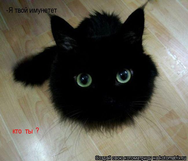 кто ты -Я твой имунетет ?... Котоматрица: кто ты -Я твой имунетет ?