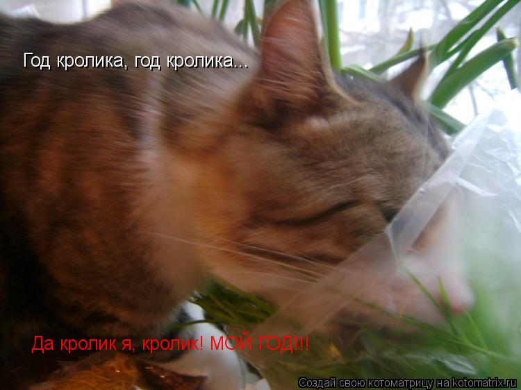 Год кролика, год кролика... Да кролик я, кролик! МОЙ ГОД!!!... Котоматрица: Год кролика, год кролика... Да кролик я, кролик! МОЙ ГОД!!!
