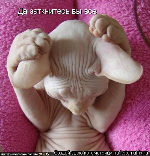 Да заткнитесь вы все... Котоматрица: Да заткнитесь вы все