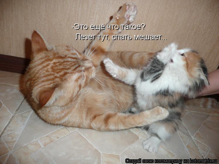 -Это ещё что такое? Лезет тут, спать мешает...... Котоматрица: -Это ещё что такое? Лезет тут, спать мешает...