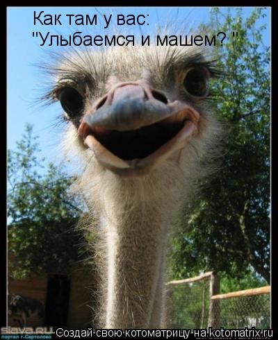 Как там у вас: "Улыбаемся и машем? "... Котоматрица: Как там у вас: "Улыбаемся и машем? "