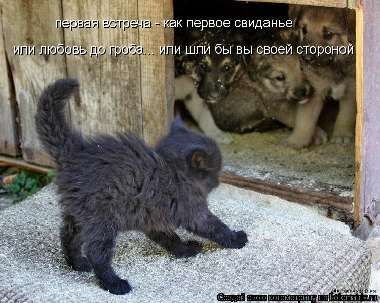 первая встреча - как первое свиданье или любовь до гроба... или шли бы вы своей стороной... Котоматрица: первая встреча - как первое свиданье или любовь до гроба... или шли бы вы своей стороной
