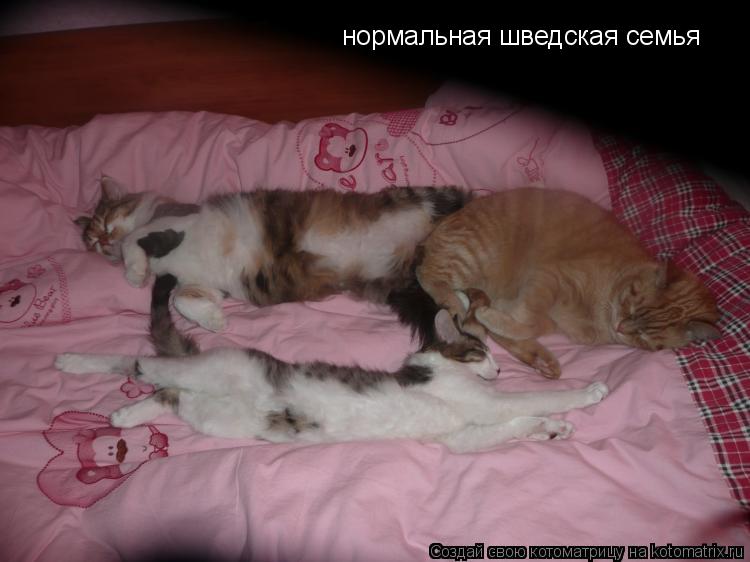 Котоматрица: нормальная шведская семья