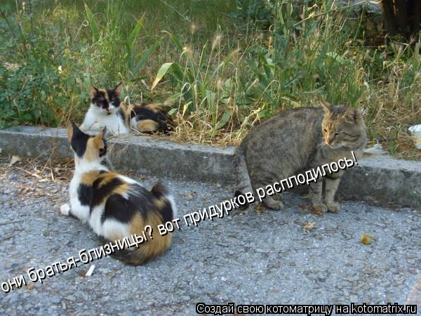 Котоматрица: они братья-близницы? вот придурков расплодилось!