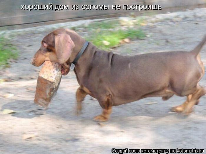 хороший дом из соломы не построишь... Котоматрица: хороший дом из соломы не построишь