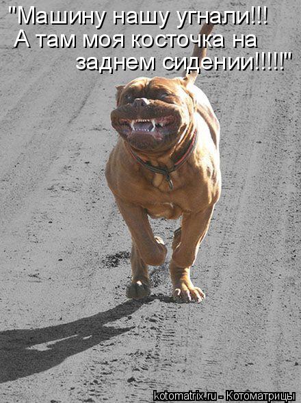 "Машину нашу угнали!!! А там моя косточка на заднем сидении!!!!!"... Котоматрица: "Машину нашу угнали!!! А там моя косточка на заднем сидении!!!!!"