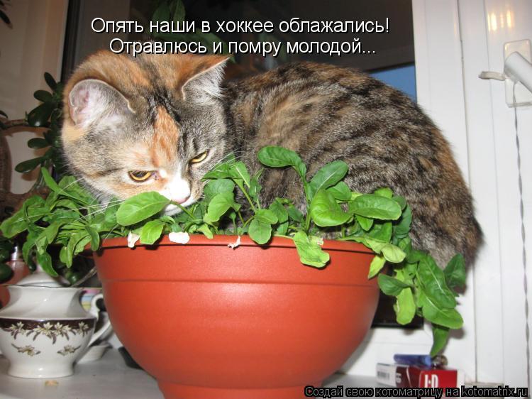Опять наши в хоккее облажались! Отравлюсь и помру молодой... Отравлюсь и помру молодой...... Котоматрица: Опять наши в хоккее облажались! Отравлюсь и помру молодой... Отравлюсь и помру молодой...