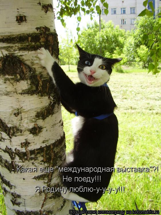 - Какая еще "международная выставка"?! Не поеду!!! Я Родину люблю-у-у-у-у!!!... Котоматрица: - Какая еще "международная выставка"?! Не поеду!!! Я Родину люблю-у-у-у-у!!!