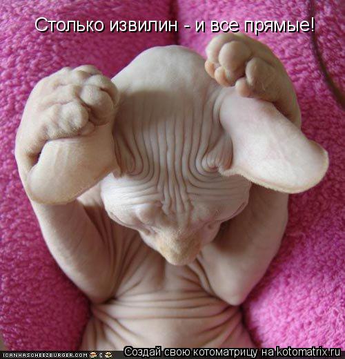 Столько извилин - и все прямые!... Котоматрица: Столько извилин - и все прямые!