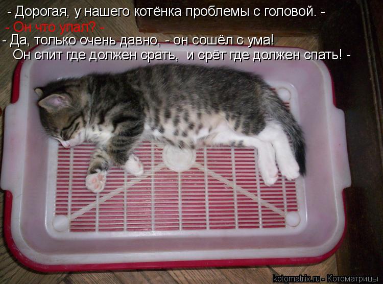 - Дорогая, у нашего котёнка проблемы с головой. - - Он что упал? - - Да, только очень давно, - он сош... Котоматрица: - Дорогая, у нашего котёнка проблемы с головой. - - Он что упал? - - Да, только очень давно, - он сошёл с ума! Он спит где должен срать, и срёт где д