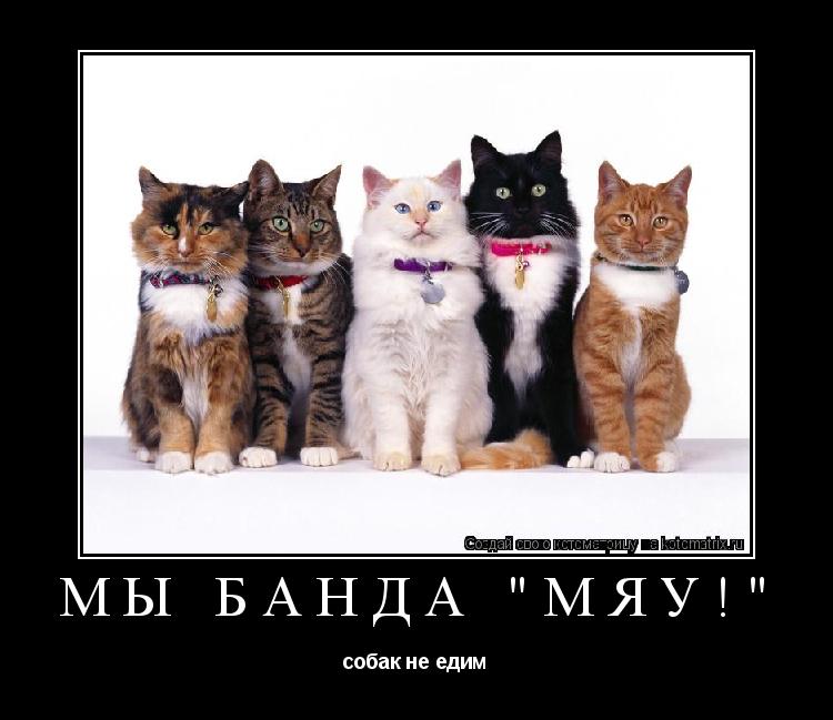 Мы банда "Мяу!" собак не едим... Котоматрица: Мы банда "Мяу!" собак не едим