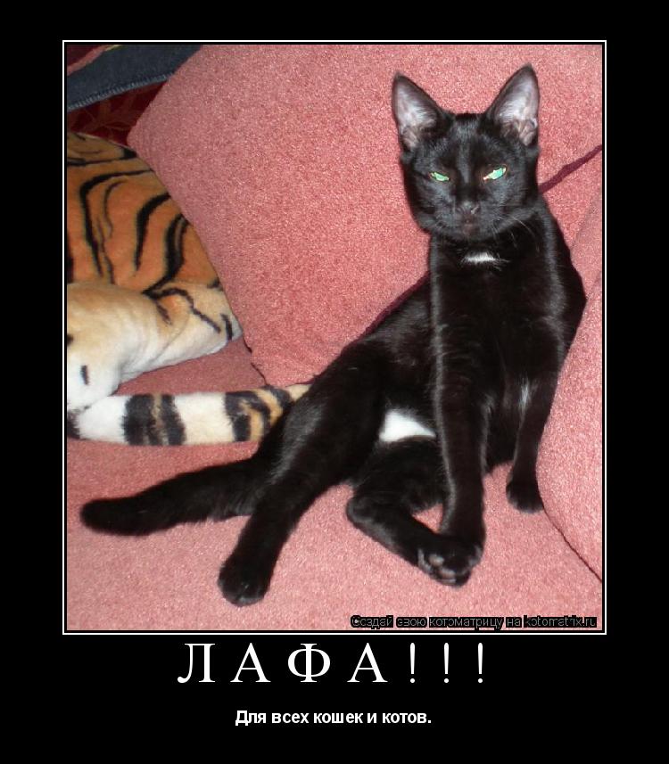Котоматрица: Лафа!!! Для всех кошек и котов.