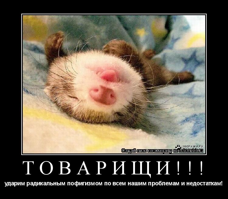 ТОВАРИЩИ!!! ударим радикальным пофигизмом по всем нашим проблемам и недостаткам!... Котоматрица: ТОВАРИЩИ!!! ударим радикальным пофигизмом по всем нашим проблемам и недостаткам!