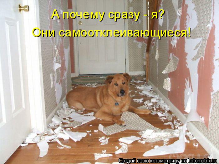 А почему сразу - я? Они самоотклеивающиеся!... Котоматрица: А почему сразу - я? Они самоотклеивающиеся!