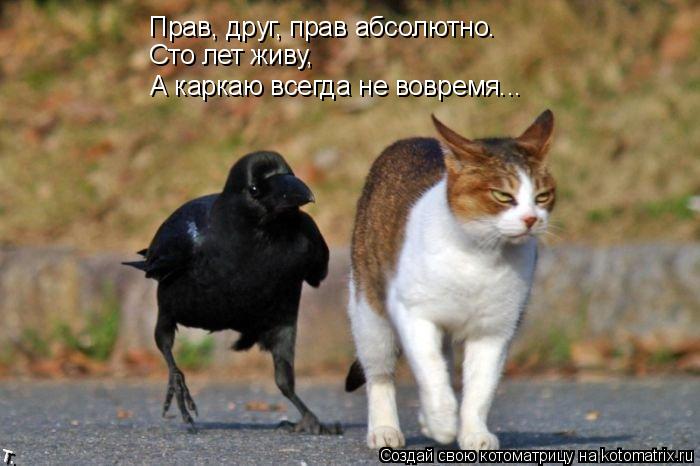 Прав, друг, прав абсолютно. Сто лет живу, А каркаю всегда не вовремя...... Котоматрица: Прав, друг, прав абсолютно. Сто лет живу, А каркаю всегда не вовремя...