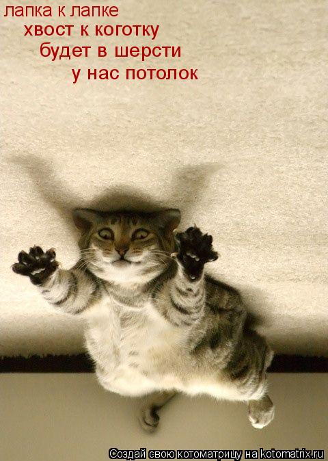Котоматрица: лапка к лапке хвост к коготку будет в шерсти у нас потолок