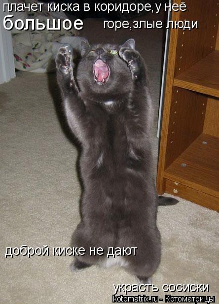 Котоматрица: плачет киска в коридоре,у неё большое горе,злые люди украсть сосиски доброй киске не дают