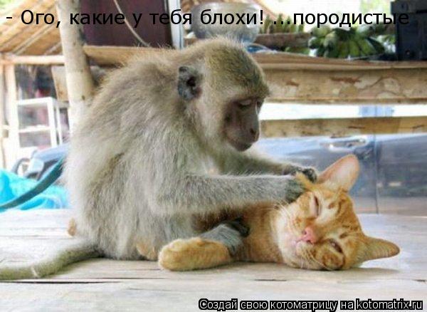 - Ого, какие у тебя блохи! ...породистые... Котоматрица: - Ого, какие у тебя блохи! ...породистые