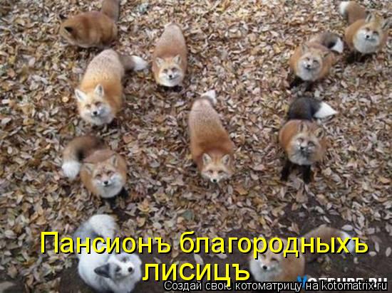 Котоматрица: лисицъ Пансионъ благородныхъ