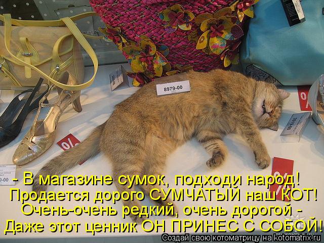 Котоматрица: - В магазине сумок, подходи народ! Продается дорого СУМЧАТЫЙ наш КОТ! Очень-очень редкий, очень дорогой -  Даже этот ценник ОН ПРИНЕС С СОБОЙ!