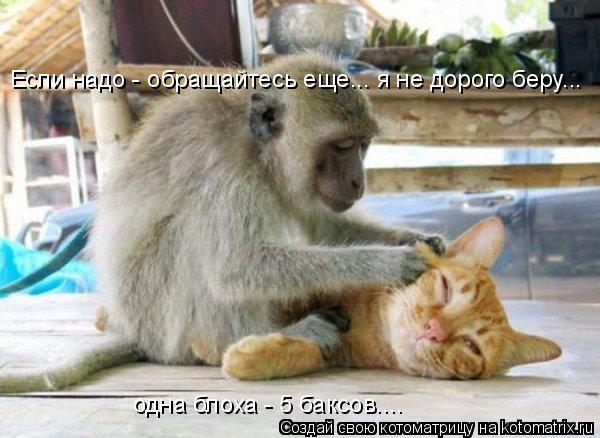 Если надо - обращайтесь еще... я не дорого беру... одна блоха - 5 баксов....... Котоматрица: Если надо - обращайтесь еще... я не дорого беру... одна блоха - 5 баксов....