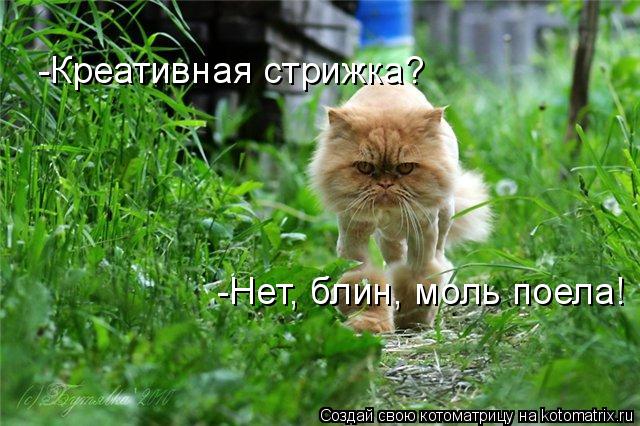 Котоматрица: -Креативная стрижка? -Нет, блин, моль поела!
