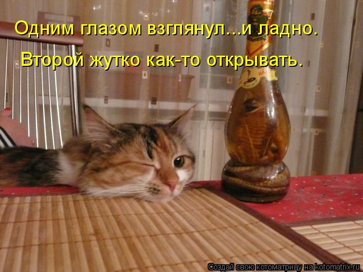 Одним глазом взглянул...и ладно. Второй жутко как-то открывать.... Котоматрица: Одним глазом взглянул...и ладно. Второй жутко как-то открывать.