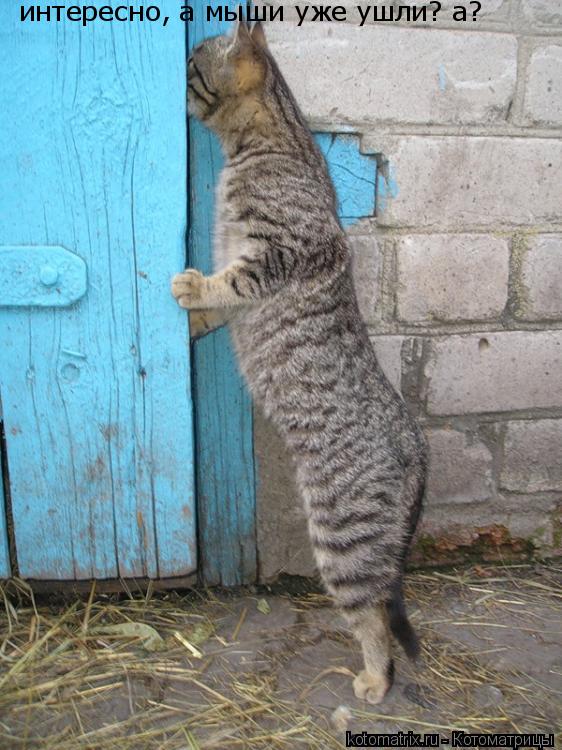 интересно, а мыши уже ушли? а?... Котоматрица: интересно, а мыши уже ушли? а?