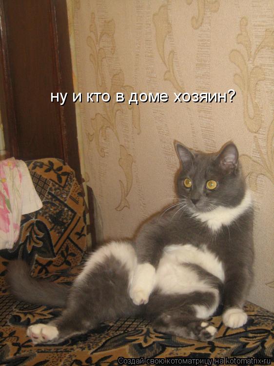 ну и кто в доме хозяин?... Котоматрица: ну и кто в доме хозяин?