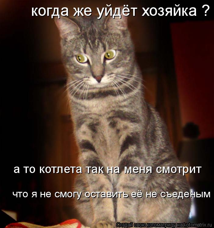 когда же уйдёт хозяйка когда же уйдёт хозяйка ? а то котлета так на меня смотрит что я не смогу оста... Котоматрица: когда же уйдёт хозяйка когда же уйдёт хозяйка ? а то котлета так на меня смотрит что я не смогу оставить её не съеденым