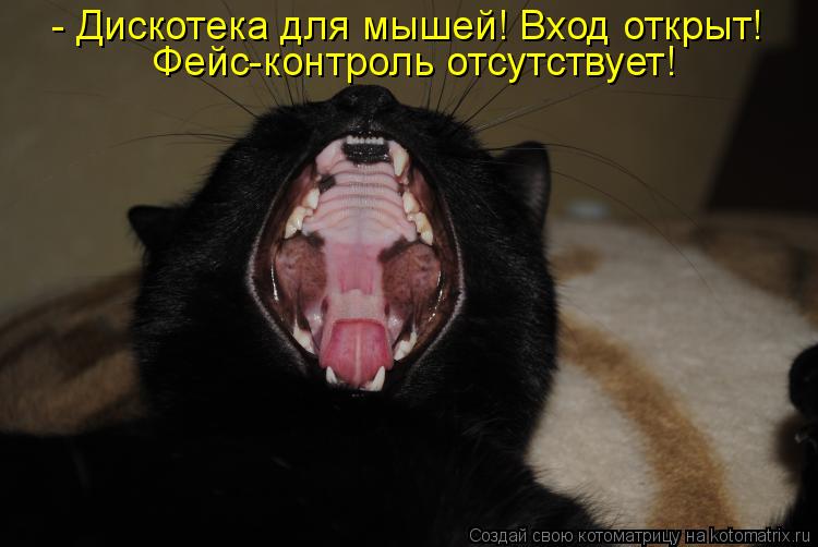 - Дискотека для мышей! Вход открыт! Фейс-контроль отсутствует!... Котоматрица: - Дискотека для мышей! Вход открыт! Фейс-контроль отсутствует!