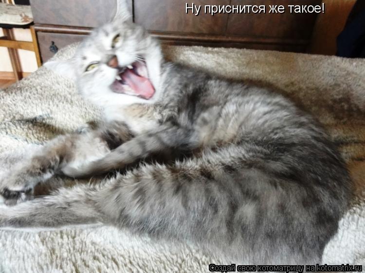 Ну приснится же такое!... Котоматрица: Ну приснится же такое!