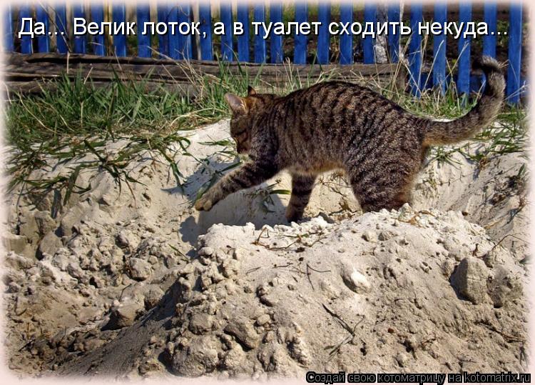 Котоматрица: Да... Велик лоток, а в туалет сходить некуда...