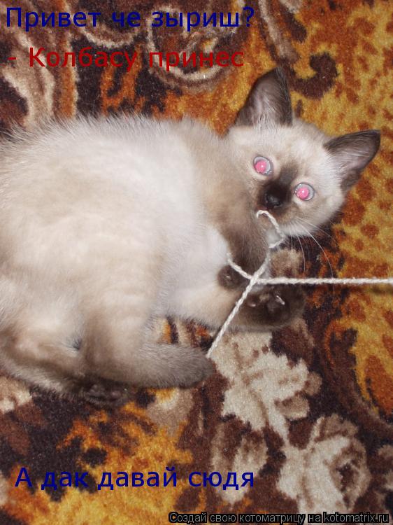 Котоматрица: Привет че зыриш? - Колбасу принес А дак давай сюдя