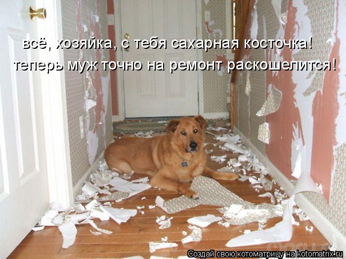всё, хозяйка, с тебя сахарная косточка! теперь муж точно на ремонт раскошелится!... Котоматрица: всё, хозяйка, с тебя сахарная косточка! теперь муж точно на ремонт раскошелится!