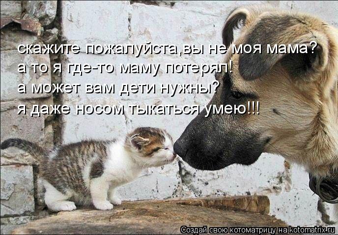 Котоматрица: скажите пожалуйста,вы не моя мама? а то я где-то маму потерял! а может вам дети нужны? я даже носом тыкаться умею!!!