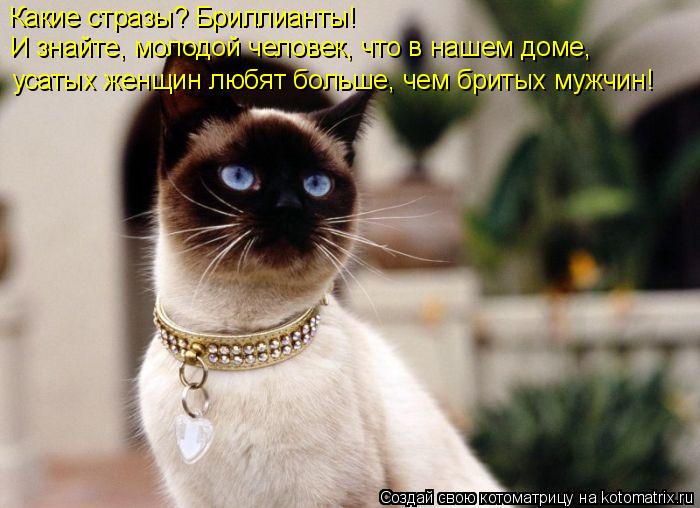 Какие стразы? Бриллианты! И знайте, молодой человек, что в нашем доме, усатых женщин любят больше... Котоматрица: Какие стразы? Бриллианты! И знайте, молодой человек, что в нашем доме, усатых женщин любят больше, чем бритых мужчин!