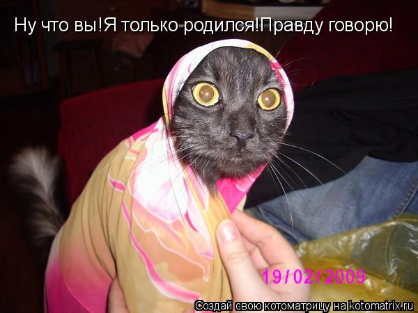 Ну что вы!Я только родился!Правду говорю!... Котоматрица: Ну что вы!Я только родился!Правду говорю!