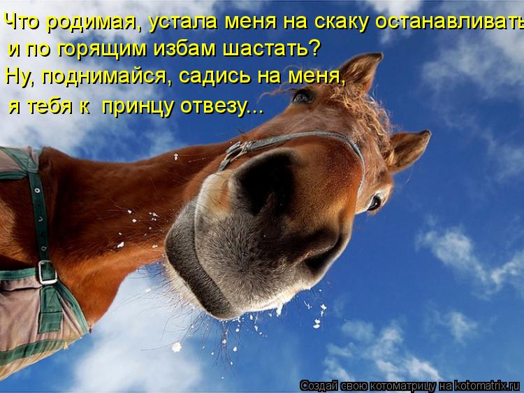 Что родимая, устала меня на скаку останавливать и по горящим избам шастать? я тебя к принцу отвезу..... Котоматрица: Что родимая, устала меня на скаку останавливать и по горящим избам шастать? я тебя к принцу отвезу... Ну, поднимайся, садись на меня,