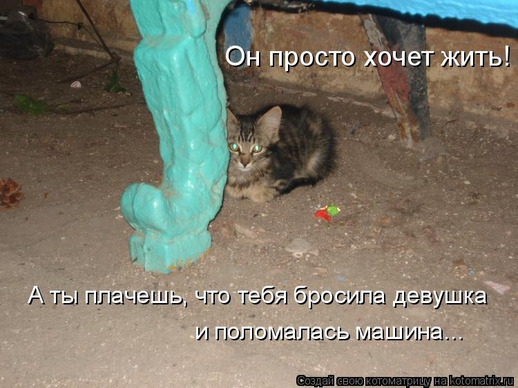 Он просто хочет жить! А ты плачешь, что тебя бросила девушка и поломалась машина...... Котоматрица: Он просто хочет жить! А ты плачешь, что тебя бросила девушка и поломалась машина...