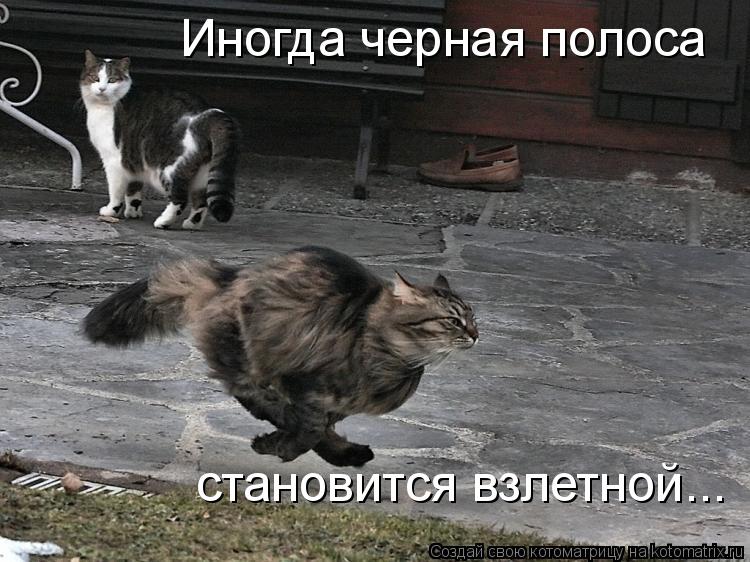Иногда черная полоса становится взлетной...... Котоматрица: Иногда черная полоса становится взлетной...