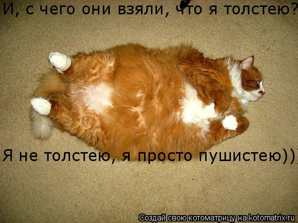 И, с чего они взяли, что я толстею?!?! Я не толстею, я просто пушистею)))... Котоматрица: И, с чего они взяли, что я толстею?!?! Я не толстею, я просто пушистею)))