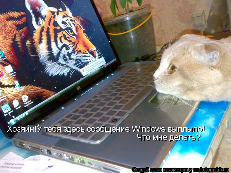 Хозяин!У тебя здесь сообщение Windows выплыло! Что мне делать?... Котоматрица: Хозяин!У тебя здесь сообщение Windows выплыло! Что мне делать?