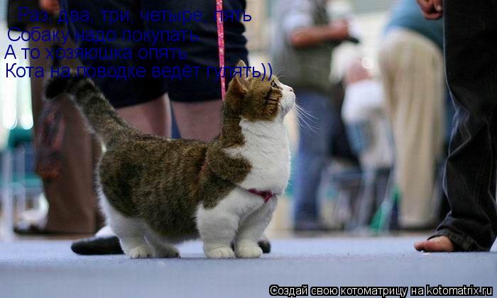 Раз, два, три, четыре, пять Собаку надо покупать. А то хозяюшка опять Кота на поводке ведёт гулять))... Котоматрица: Раз, два, три, четыре, пять Собаку надо покупать. А то хозяюшка опять Кота на поводке ведёт гулять))