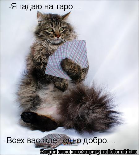 -Я гадаю на таро.... -Всех вас ждёт одно добро....... Котоматрица: -Я гадаю на таро.... -Всех вас ждёт одно добро....