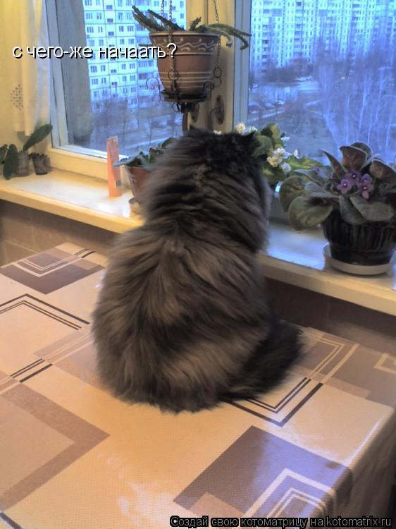 с чего-же начаать?... Котоматрица: с чего-же начаать?