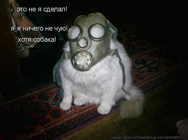 Котоматрица: это не я сделал! я-ж ничего не чую! хотя собака!