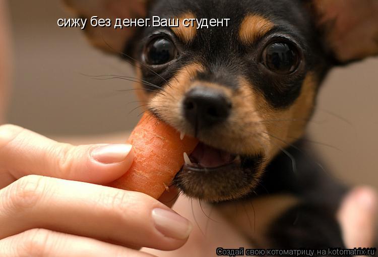 сижу без денег.Ваш студент... Котоматрица: сижу без денег.Ваш студент