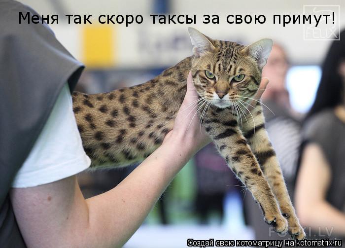 Котоматрица: Меня так скоро таксы за свою примут!