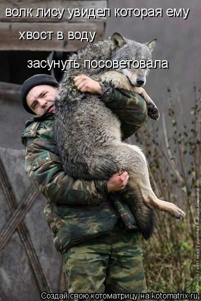 волк лису увидел которая ему хвост в воду хвост в воду засунуть посоветовала... Котоматрица: волк лису увидел которая ему хвост в воду хвост в воду засунуть посоветовала